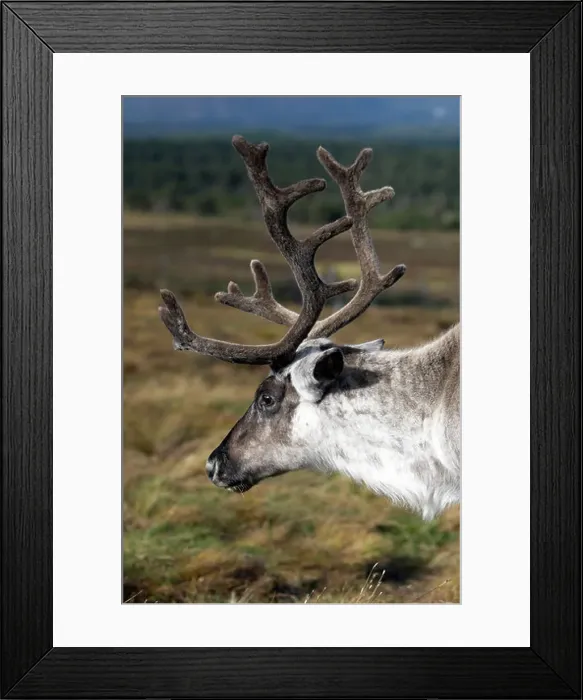 Framed Print : An adult reindeer carabou side shot of head and neck with full velvet on the antlers Framed Print : An adult reindeer carabou side shot of head and neck with full velvet on the antlers