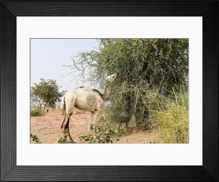 Framed Print : NIGER, Maradi, village Dan Bako, desertification, camel having leaves from thorn tree Framed Print : NIGER, Maradi, village Dan Bako, desertification, camel having leaves from thorn tree