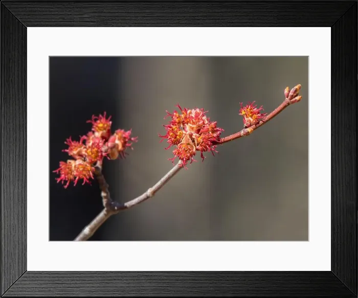 Framed Print : Closeup of a Japanese Maple (Acer palmatum) tree with springtime buds / blossoms emerging in the Chippewa National Forest Framed Print : Closeup of a Japanese Maple (Acer palmatum) tree with springtime buds / blossoms emerging in the Chippewa National Forest