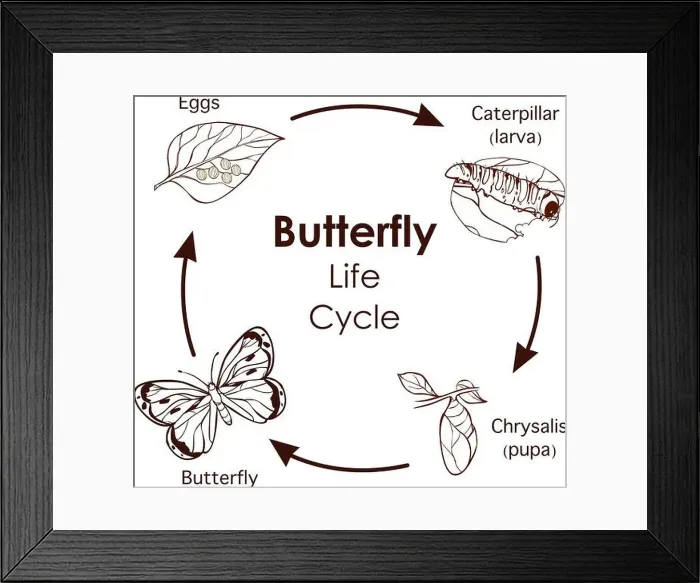 Framed Print : vector illustration of Life Cycle of Butterfly diagram