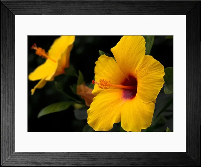 Framed Print : Yellow Hibiscus, state flower of Hawaii Framed Print : Yellow Hibiscus, state flower of Hawaii