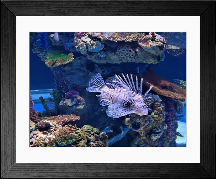 Framed Print : Tropical fish swimming in a freshwater aquarium Framed Print : Tropical fish swimming in a freshwater aquarium