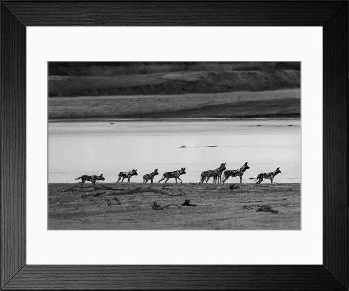 Framed Print : Zambia, South Luangwa National Park Framed Print : Zambia, South Luangwa National Park