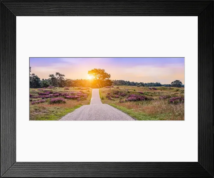 Framed Print : Heather landscape with cycling path at sunset in National Park the Hoge Veluwe, the Netherlands