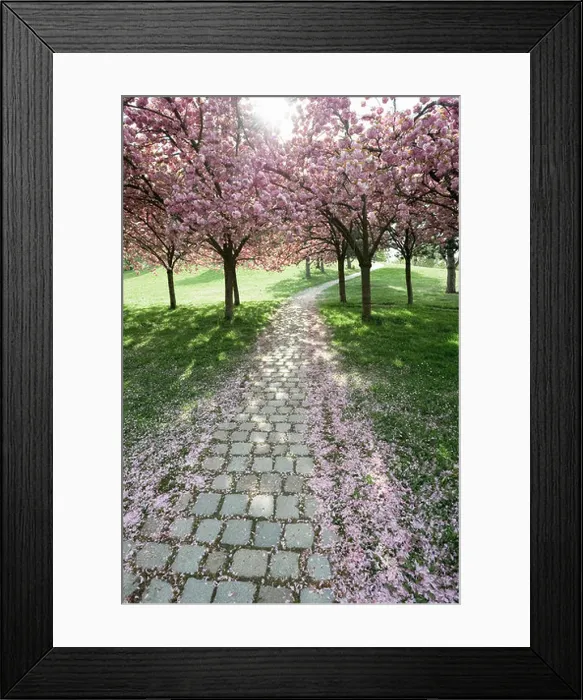 Framed Print : Cherry trees in full blossom at Seepark, Freiburg im Breisgau, Baden-Wuerttemberg, Germany, Europe Framed Print : Cherry trees in full blossom at Seepark, Freiburg im Breisgau, Baden-Wuerttemberg, Germany, Europe