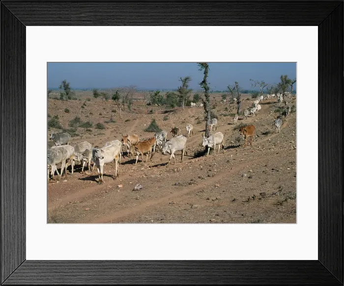 Framed Print : OVERGRAZING BY CATTLE Ranthambore National Park buffer zone, India Framed Print : OVERGRAZING BY CATTLE Ranthambore National Park buffer zone, India