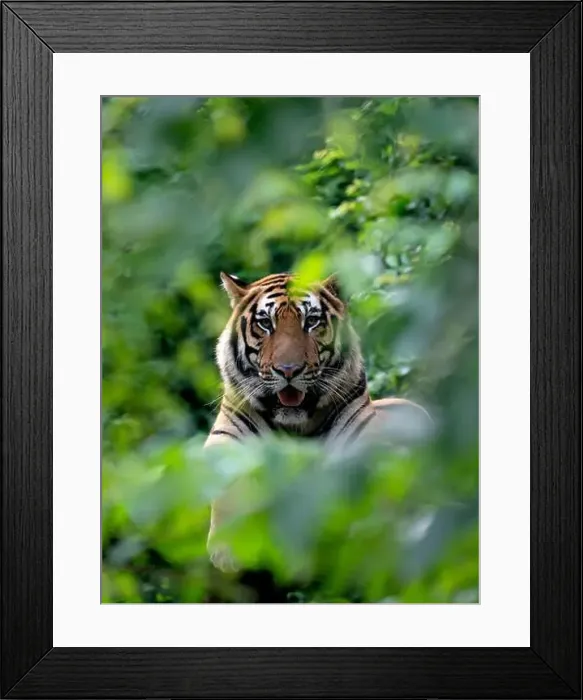 Framed Print : bengal tiger lying down among green bush Framed Print : bengal tiger lying down among green bush
