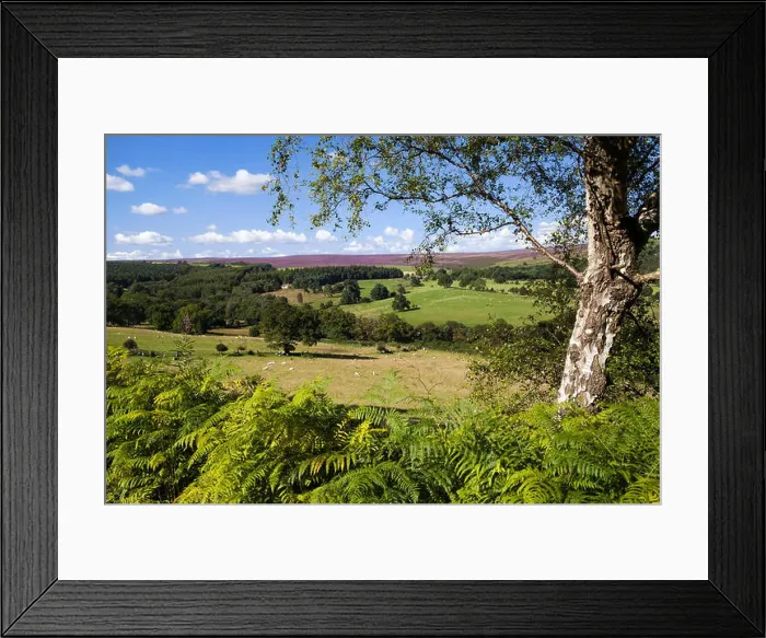 Framed Print : East Moors and Pockley Moor from Cowhouse Bank wood North York Moors national park North Yorkshire