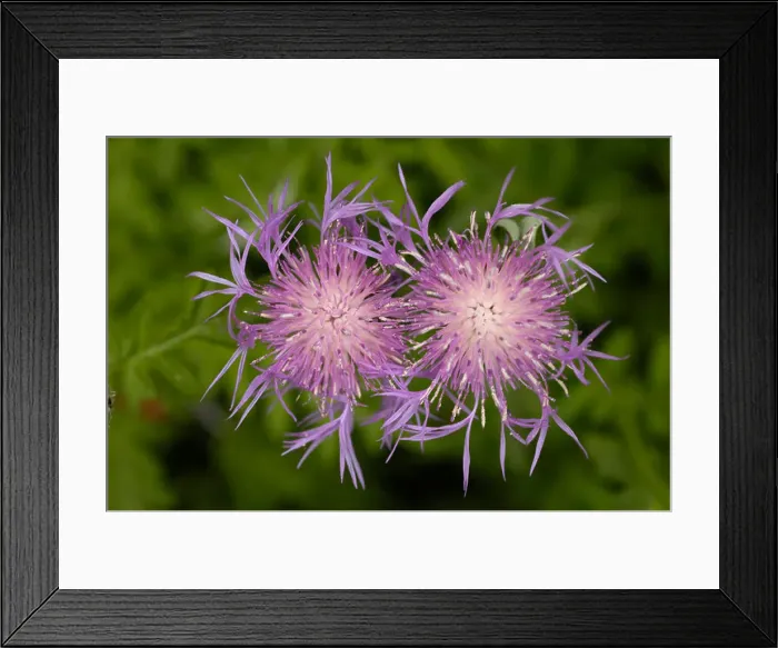 Framed Print : Asteraceae or Compositae Centaurea pulcherrima Willd Middle East Turkey Caucasian mountains Framed Print : Asteraceae or Compositae Centaurea pulcherrima Willd Middle East Turkey Caucasian mountains