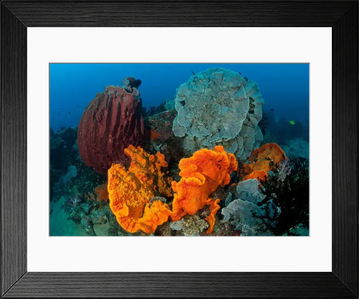Framed Print : Bright orange sponge and massive gorgonian fan corals in the reef Framed Print : Bright orange sponge and massive gorgonian fan corals in the reef