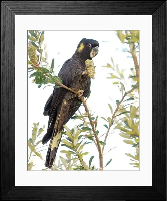 Framed Print : Adult Male Yellow-tailed Black Cockatoo (Calyptorhynchus funereus) eating Banksia seeds in NSW Australia Framed Print : Adult Male Yellow-tailed Black Cockatoo (Calyptorhynchus funereus) eating Banksia seeds in NSW Australia