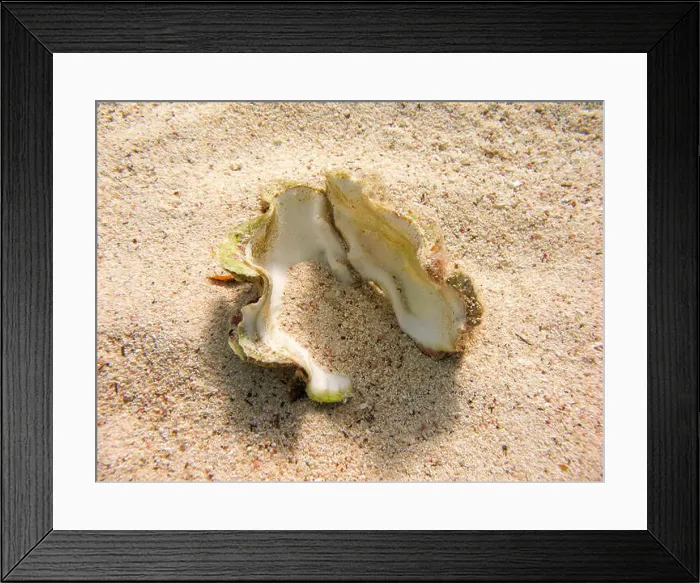 Framed Print : Open shell laying on the sea bed - Underwater at dive site Eelgarden in Dahab, Egypt Framed Print : Open shell laying on the sea bed - Underwater at dive site Eelgarden in Dahab, Egypt