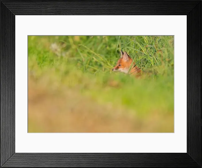 Framed Print : red fox (Vulpes vulpes), fox pup on high grass, side view, Germany Framed Print : red fox (Vulpes vulpes), fox pup on high grass, side view, Germany