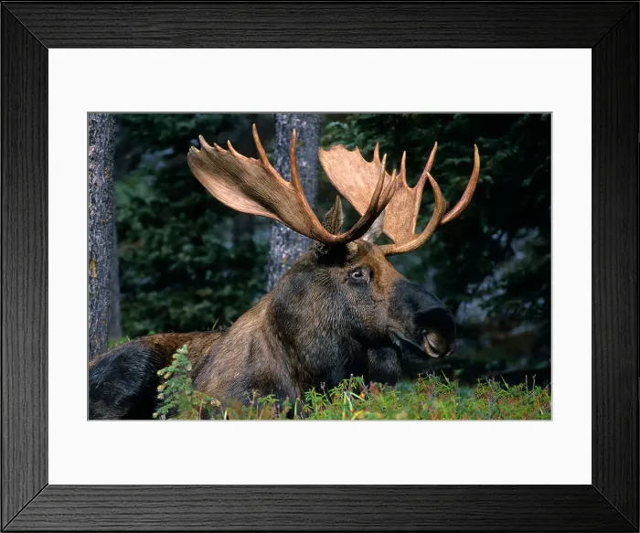 Framed Print : Adult bull moose (Alces alces), Jasper National Park, western Alberta, Canada Framed Print : Adult bull moose (Alces alces), Jasper National Park, western Alberta, Canada
