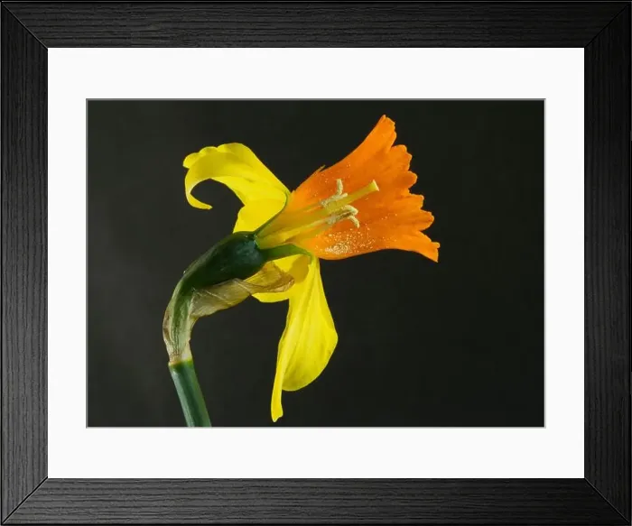 Framed Print : The trumpet shaped inner structure of the Daffodil inflorescence protects the reproductive parts of the flower Framed Print : The trumpet shaped inner structure of the Daffodil inflorescence protects the reproductive parts of the flower