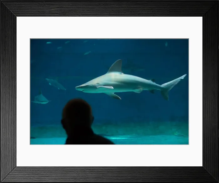 Framed Print : Visitor observes as sandbar sharks (Carcharhinus plumbeus) swim in the Genoa Aquarium in Genoa, Liguria, Italy Framed Print : Visitor observes as sandbar sharks (Carcharhinus plumbeus) swim in the Genoa Aquarium in Genoa, Liguria, Italy