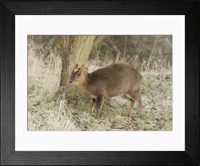 Framed Print : deer deers herbivore herbivores asia asian barking deer mammal mammals animal animals wildlife nature muntjac muntjacs Framed Print : deer deers herbivore herbivores asia asian barking deer mammal mammals animal animals wildlife nature muntjac muntjacs