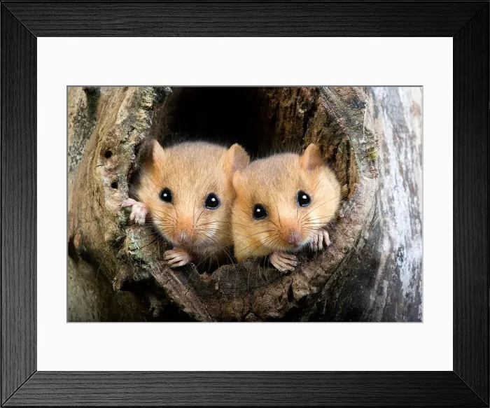 Framed Print : Common Dormouse, muscardinus avellanarius, Pair at Nest Entrance, Normandy Framed Print : Common Dormouse, muscardinus avellanarius, Pair at Nest Entrance, Normandy