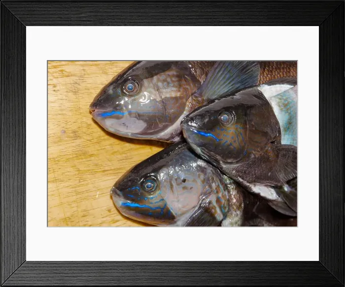 Framed Print : A look at life in New Zealand. Butterfish (Odax Pullus) Caught spearfishing: beautiful electric-blue stripes Framed Print : A look at life in New Zealand. Butterfish (Odax Pullus) Caught spearfishing: beautiful electric-blue stripes