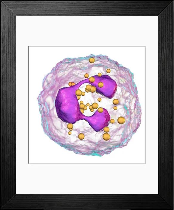 Framed Print : Neutrophil white blood cells, computer illustration Framed Print : Neutrophil white blood cells, computer illustration