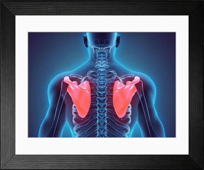 Framed Print : 3D illustration of Scapula - Part of Human Skeleton Framed Print : 3D illustration of Scapula - Part of Human Skeleton