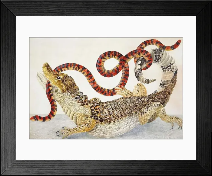 Framed Print : Anna Maria Sibylla Merian - Spectacled Caiman Caiman Crocodilus False Coral Snake Anilius Scytale Framed Print : Anna Maria Sibylla Merian - Spectacled Caiman Caiman Crocodilus False Coral Snake Anilius Scytale