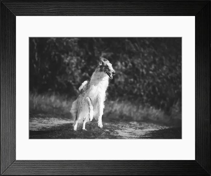 Framed Print : Russian Dog, Borzoi Dog Playfully Jumping On Walk Framed Print : Russian Dog, Borzoi Dog Playfully Jumping On Walk