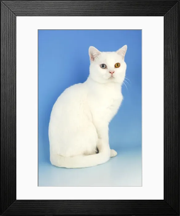 Framed Print : white british shorthair cat, odd eyed Framed Print : white british shorthair cat, odd eyed