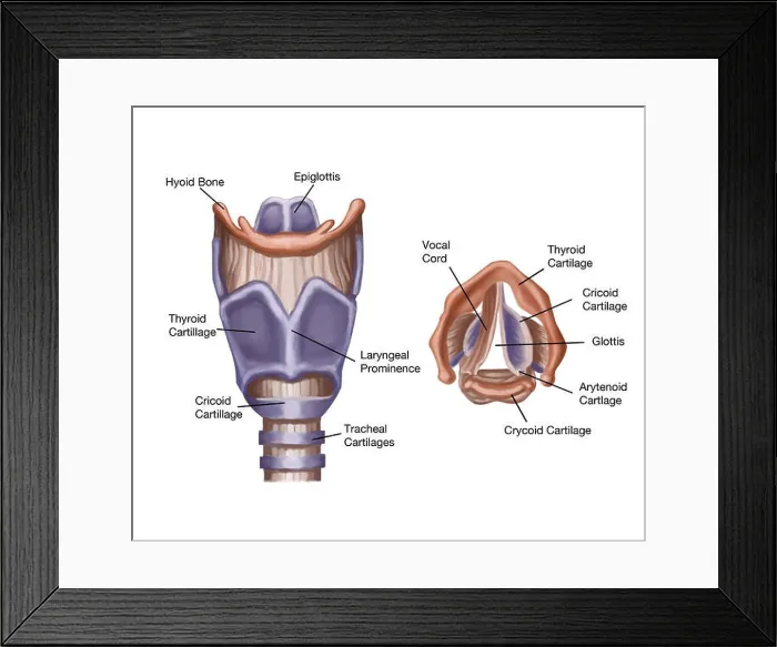 Framed Print : Illustration of the anatomy of the larynx Framed Print : Illustration of the anatomy of the larynx