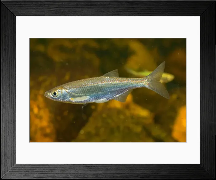 Framed Print : Common bleak, bleak (Alburnus alburnus), swimming, side view, Germany Framed Print : Common bleak, bleak (Alburnus alburnus), swimming, side view, Germany