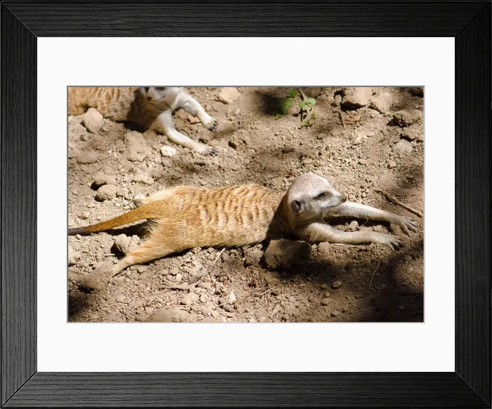 Framed Print : Meerkat (Suricata Suricatta ) Framed Print : Meerkat (Suricata Suricatta )