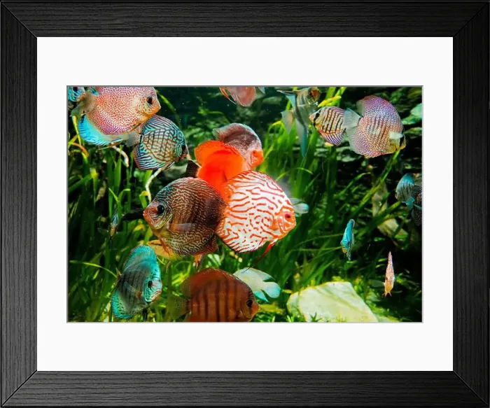 Framed Print : discus fish in aquarium, tropical fish Framed Print : discus fish in aquarium, tropical fish