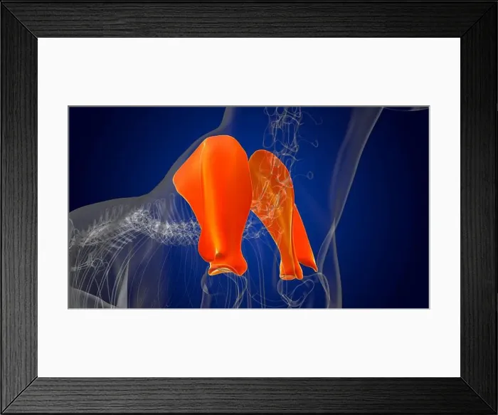 Framed Print : Scapula Bones Dog skeleton Anatomy For Medical Concept 3D Illustration Framed Print : Scapula Bones Dog skeleton Anatomy For Medical Concept 3D Illustration