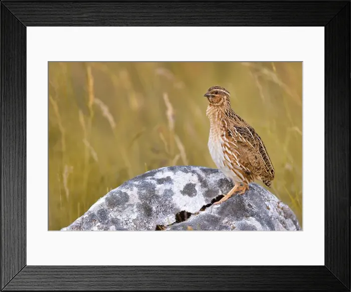 Framed Print : common quail (Coturnix coturnix), male perching on a rock, Italy, Umbria, Preci Framed Print : common quail (Coturnix coturnix), male perching on a rock, Italy, Umbria, Preci