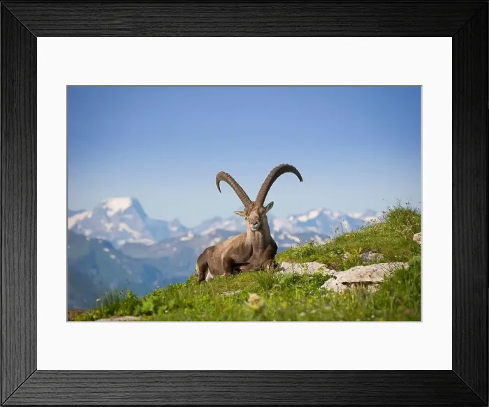 Framed Print : Ibex in mountain lay in gras with beautiful background Framed Print : Ibex in mountain lay in gras with beautiful background