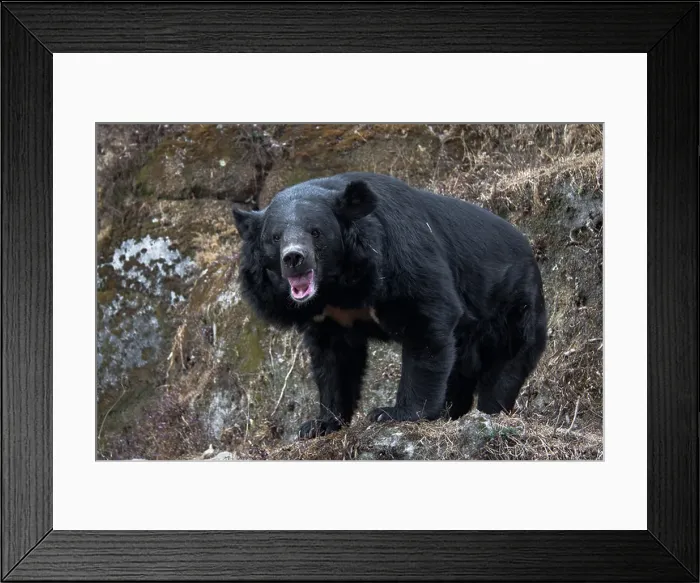 Framed Print : The Asian black bear (Ursus thibetanus) Framed Print : The Asian black bear (Ursus thibetanus)