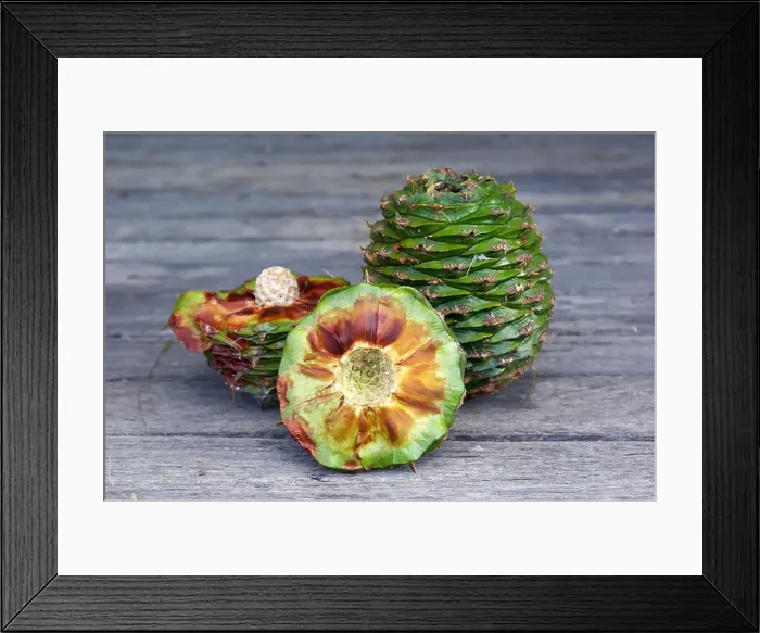 Framed Print : australian bush tucker bunya nut Araucaria bidwillii one chopped showing inside and one whole Framed Print : australian bush tucker bunya nut Araucaria bidwillii one chopped showing inside and one whole