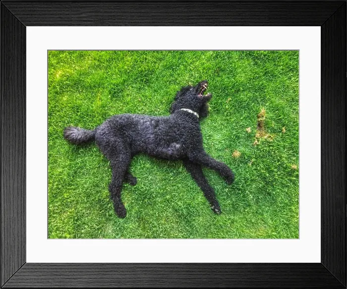 Framed Print : Black standard poodle lying flat on grass and flashing teeth while playing Framed Print : Black standard poodle lying flat on grass and flashing teeth while playing