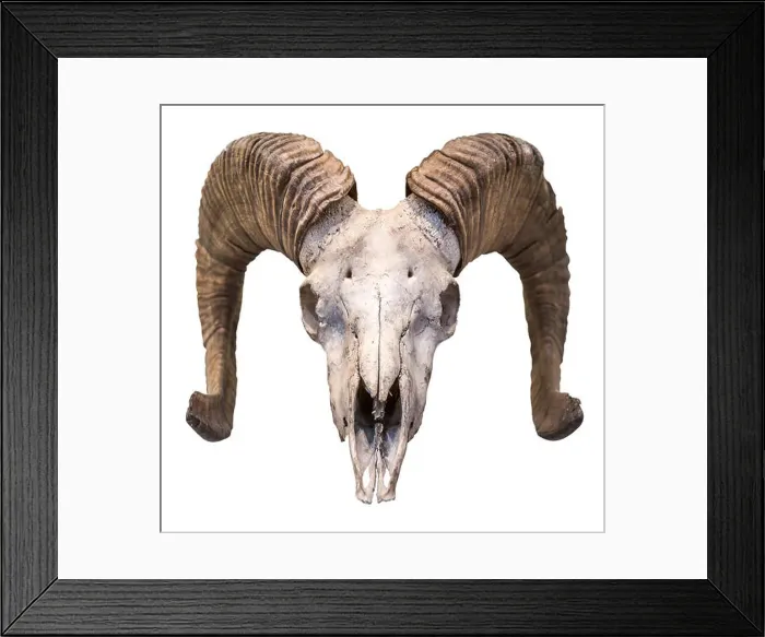 Framed Print : An Isolated Ram's Skull With Horns And A White Background Framed Print : An Isolated Ram's Skull With Horns And A White Background