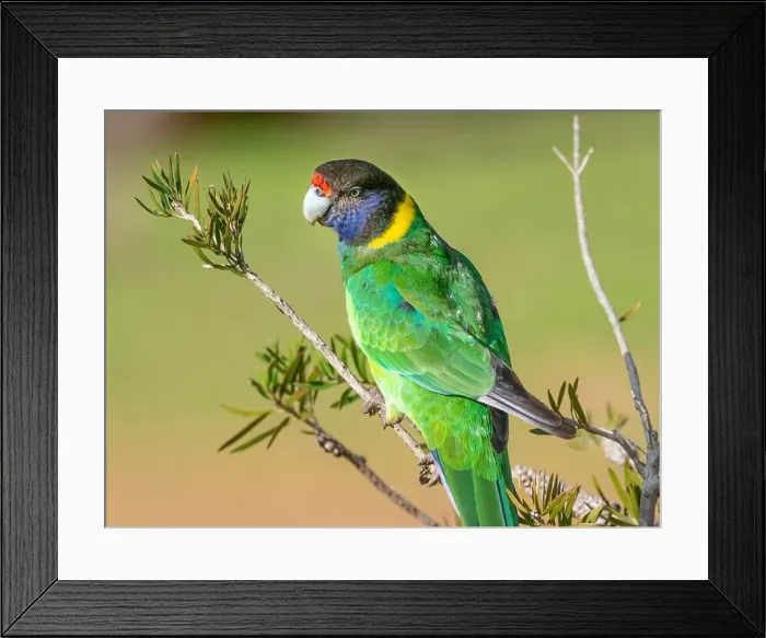 Framed Print : A portrait of an Australian Ringneck of the western race Framed Print : A portrait of an Australian Ringneck of the western race