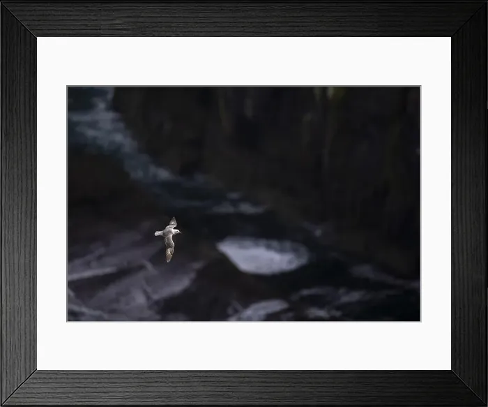 Framed Print : Northern fulmar (Fulmarus glacialis) flying over rocky coastline, Orkney Islands, Scotland, Great Britain Framed Print : Northern fulmar (Fulmarus glacialis) flying over rocky coastline, Orkney Islands, Scotland, Great Britain