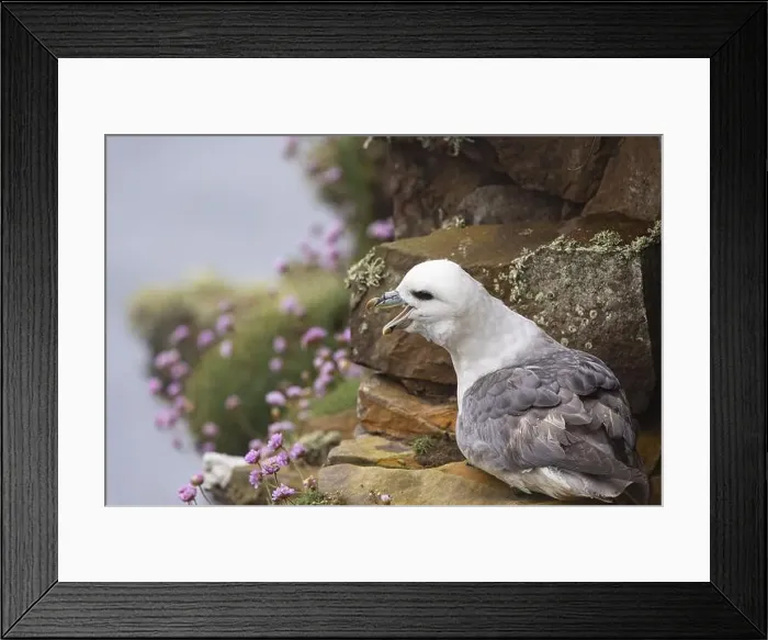 Framed Print : Northern fulmar (Fulmarus glacialis) sitting in a rocky niche in front of a flower-covered grass cushion Framed Print : Northern fulmar (Fulmarus glacialis) sitting in a rocky niche in front of a flower-covered grass cushion