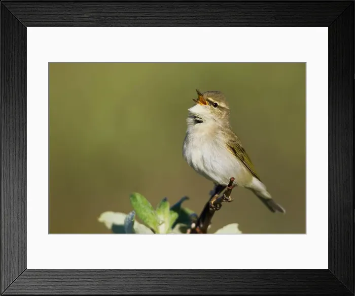 Framed Print : Arctic warbler, spring song on the arctic tundra of Northern Alaska Framed Print : Arctic warbler, spring song on the arctic tundra of Northern Alaska