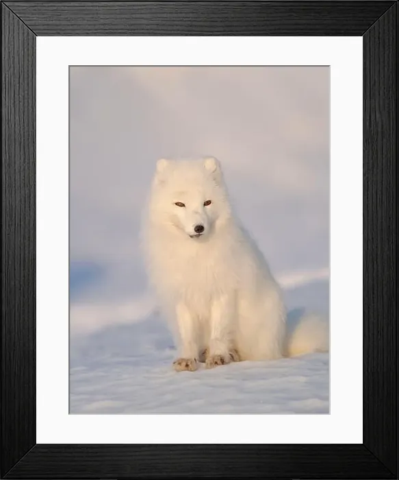 Framed Print : Arctic fox in snow during winter at Gronfjorden in Nordenskiold Land, Norway, Svalbard Framed Print : Arctic fox in snow during winter at Gronfjorden in Nordenskiold Land, Norway, Svalbard