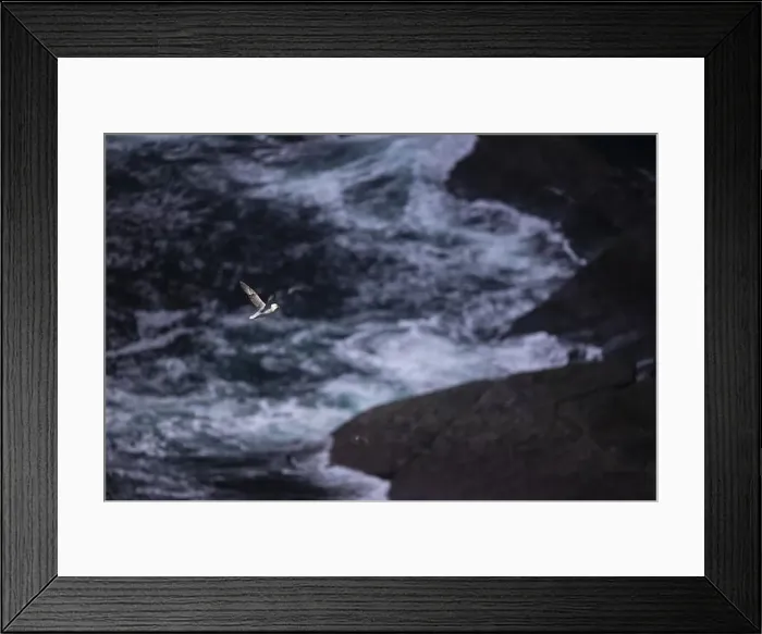 Framed Print : Northern fulmar (Fulmarus glacialis) flying over moving sea, Orkney Islands, Scotland, Great Britain Framed Print : Northern fulmar (Fulmarus glacialis) flying over moving sea, Orkney Islands, Scotland, Great Britain