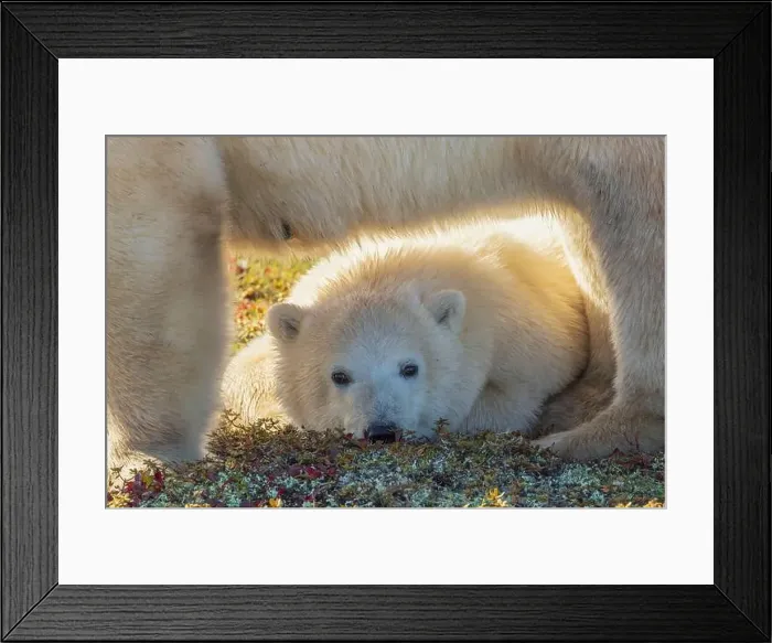 Framed Print : Young polar bear rest under its mother while she scavenges an old Caribou carcass Framed Print : Young polar bear rest under its mother while she scavenges an old Caribou carcass