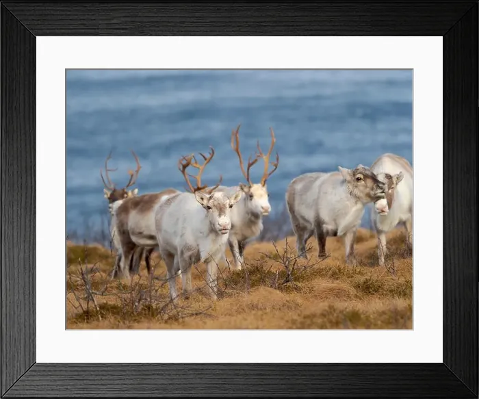 Framed Print : Semi-domesticated reindeer on the island Senja near Mefjordvaer during late winter. Norway Framed Print : Semi-domesticated reindeer on the island Senja near Mefjordvaer during late winter. Norway
