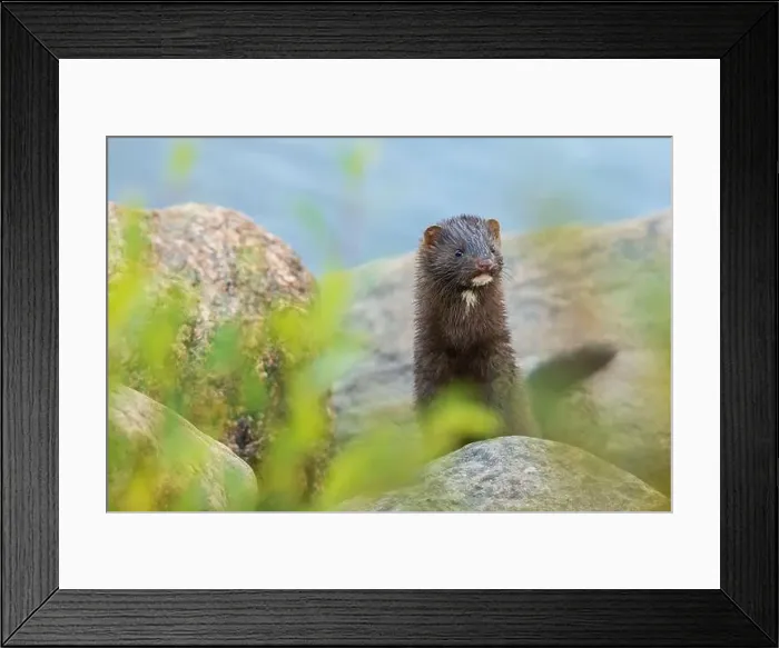 Framed Print : American mink patrols the banks of the Churchill River in Northern Manitoba Framed Print : American mink patrols the banks of the Churchill River in Northern Manitoba