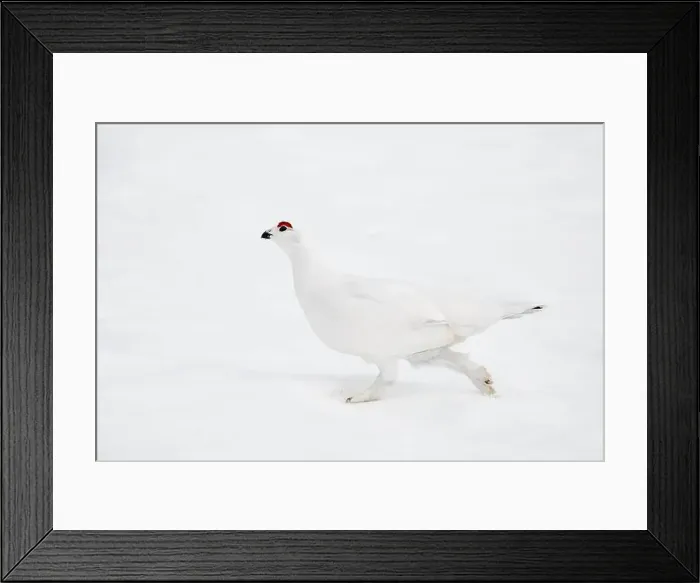 Framed Print : Willow Ptarmigan in Arctic Valley in Southcentral Alaska Framed Print : Willow Ptarmigan in Arctic Valley in Southcentral Alaska