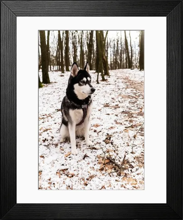 Framed Print : Black and white husky dog sits on snowy ground among trees Framed Print : Black and white husky dog sits on snowy ground among trees